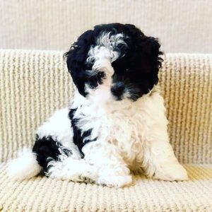 Meet your Posher, Isabel